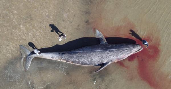 دانشمندان: نهنگ های خاکستری از گرسنگی در حال مرگ هستند