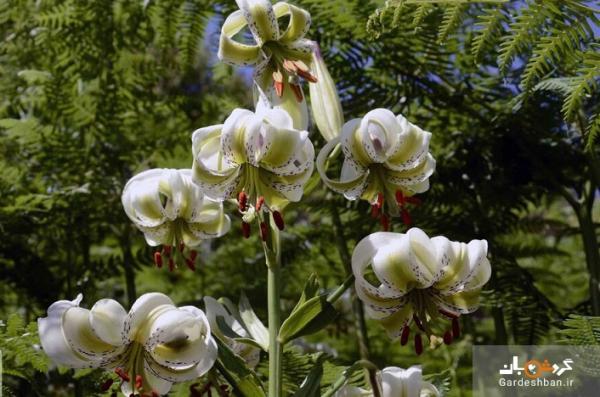 تصاویر شکوفایی نایاب ترین گل دنیا؛ گلی که فقط در دو کشور می روید