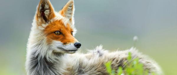 عکاسی از حیوانات: روباه های قرمز