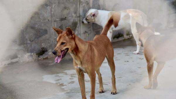 سگ های بلاصاحب بابل به بحران شهری تبدیل شده اند