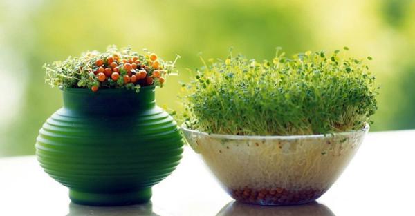 روش های کاشت انواع سبزه عید